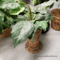Smaller Desktop Silk Plants